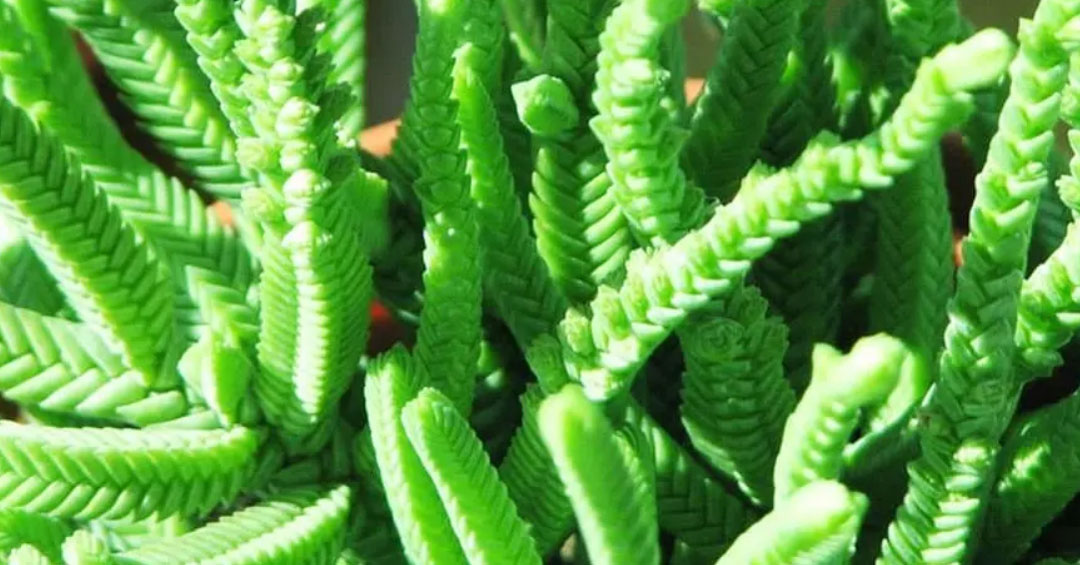 Hojas de la Crassula muscosa