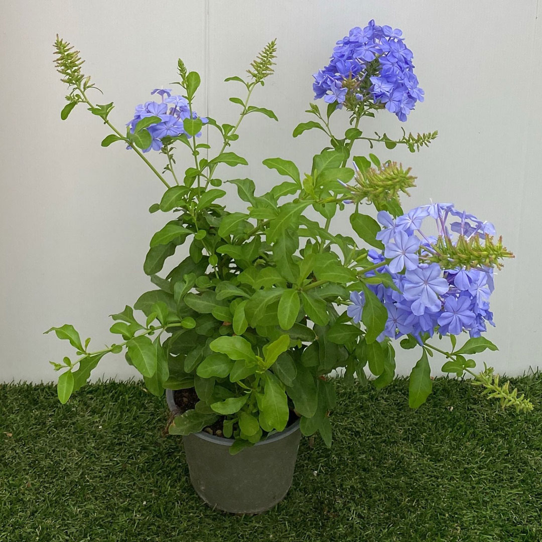 Plumbago capensis de MaQu en C-14 cm