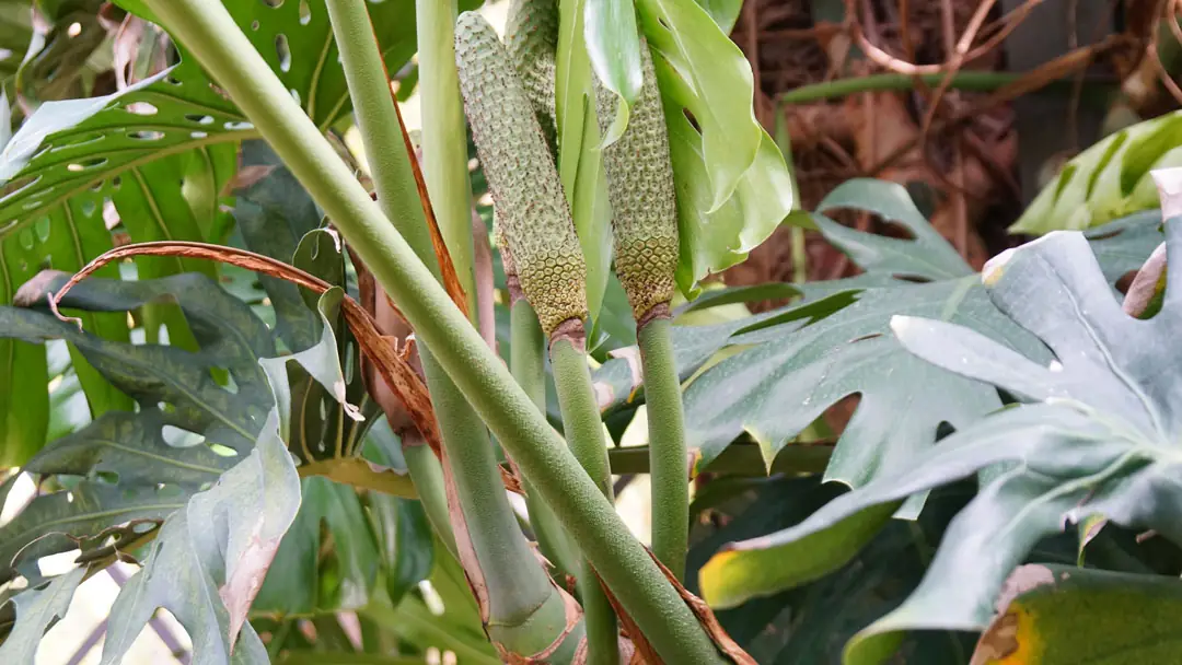 Fruto de la Monstera deliciosa
