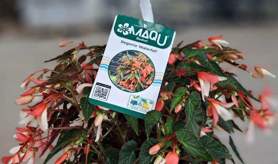 Begonia boliviensis 'Waterfalls®' de la colección MaQu Basket