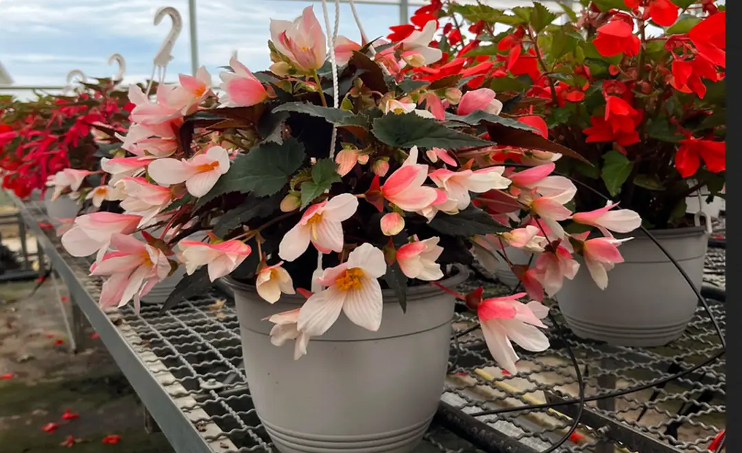 Begonia 'Waterfalls' rosa de la colección MaQu Basket de Poleplants