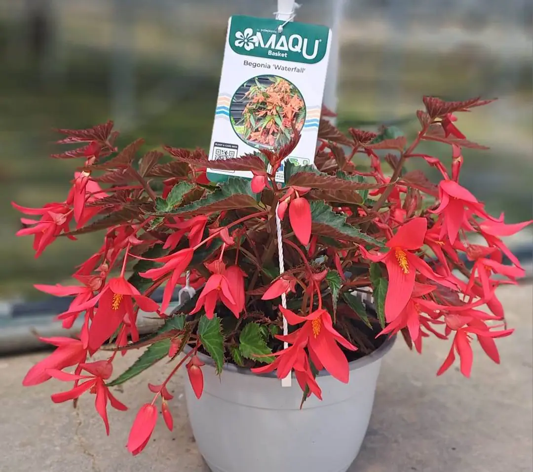 Begonia 'Waterfalls' roja de la colección MaQu Basket de Poleplants