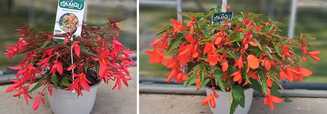 Begonias 'Waterfalls' de la colección MaQu Basket de Poleplants