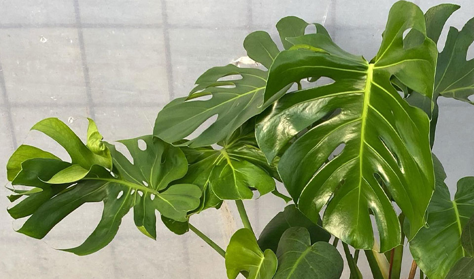 Monstera deliciosa MaQu