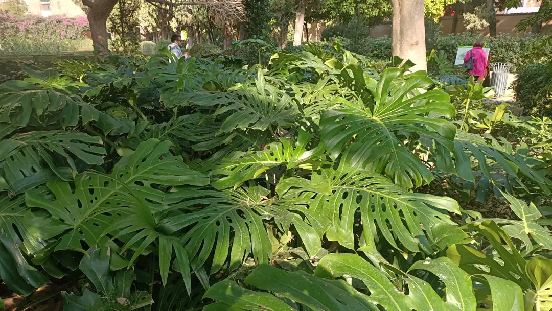 Monstera deliciosa en el jardín