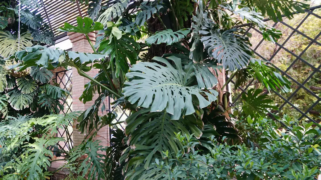 Monstera deliciosa en porche