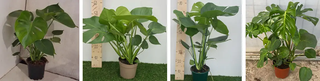 Formatos de >Monstera deliciosa en MaQu de Poleplant
