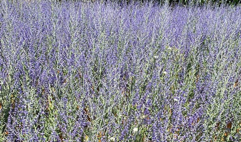 Perovskia atriplicifolia