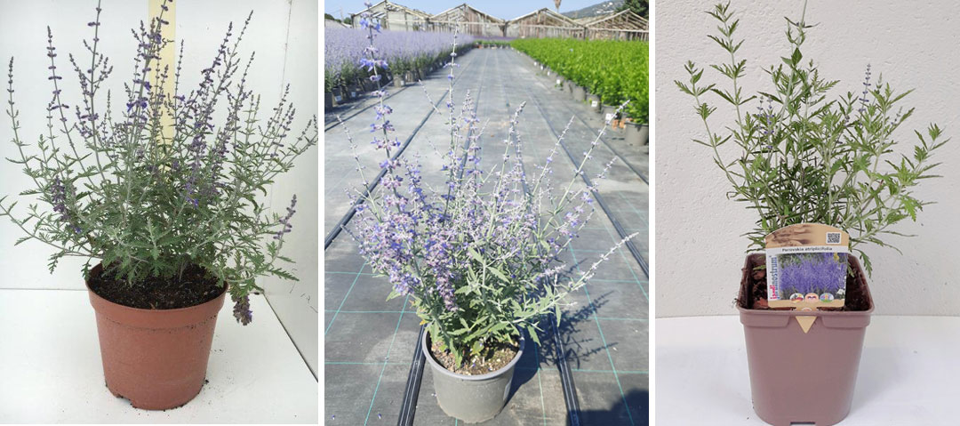 Perovskia atriplicifolia, formatos en Poleplants