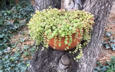 Crassula pellucida marginalis