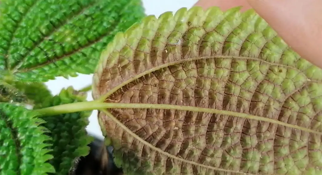 Pilea mollis, envés de la hoja Pilea mollis, envés de la hoja