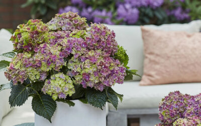 Hortensia Surfing Safari®