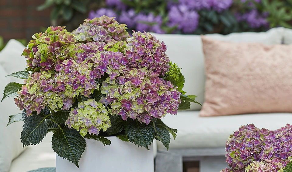 Hortensia Surfing Safari®