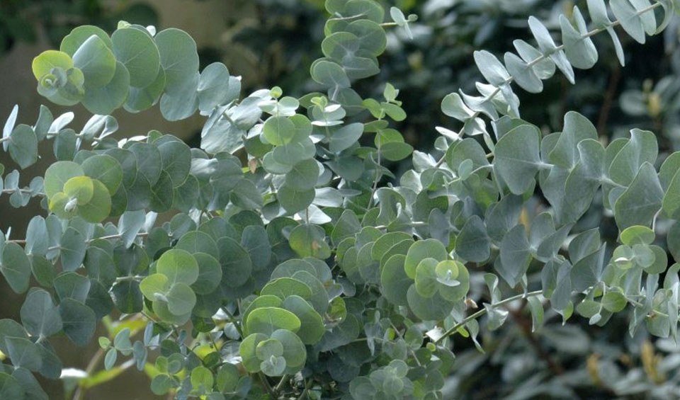 Eucaliptus Baby Blue, follaje