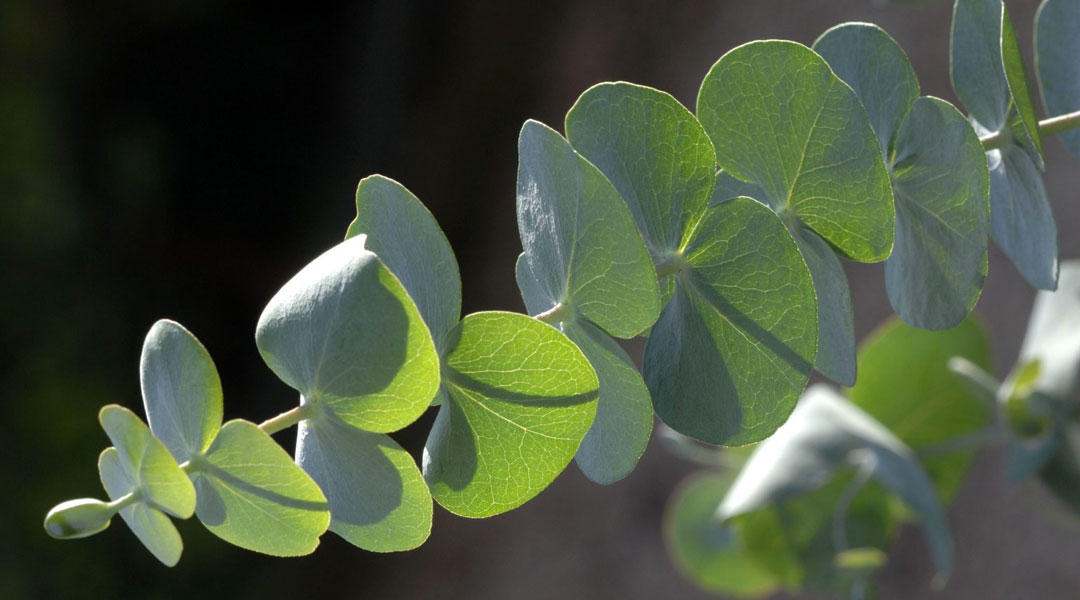 Hojas de Eucaliptus Baby Blue Hojas de Eucaliptus Baby Blue
