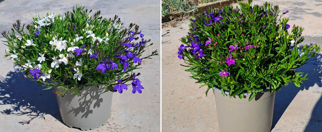 Lobelia erinus C-19 de MaQu
