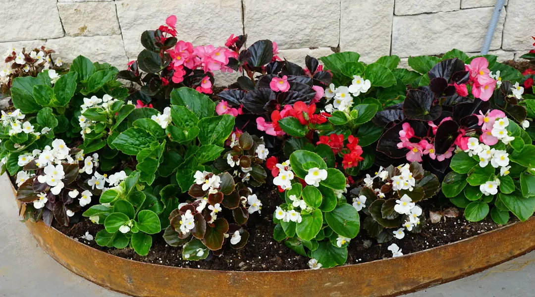 Begonias semperflorens en jardinera