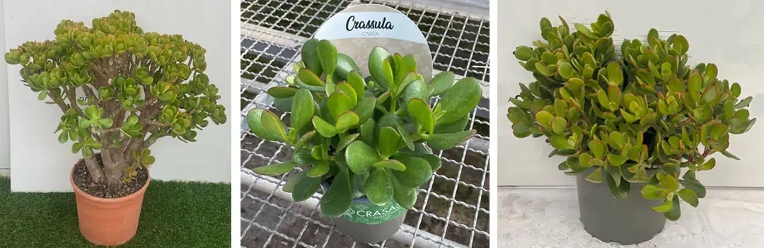 Formatos MaQu de Crassula portulacea
