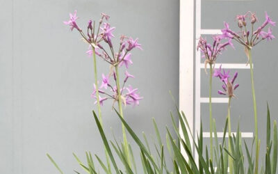 Tulbaghia violacea
