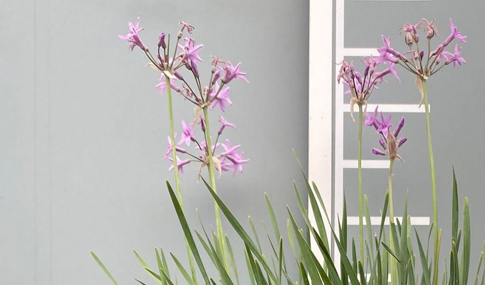 Flores de Tulbaghia violacea