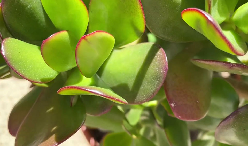 Crassula portulacea, follaje