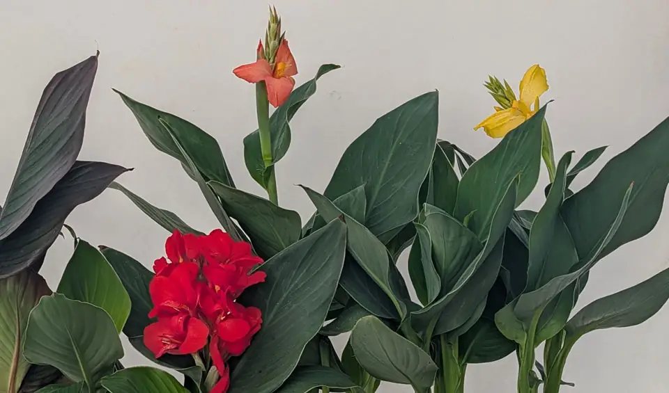 Canna generalis