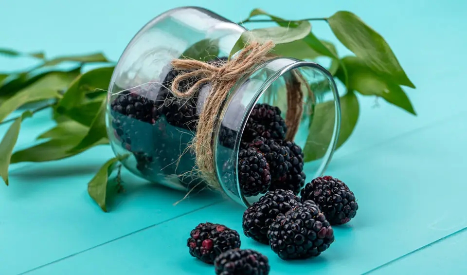 Rubus ulmifolius