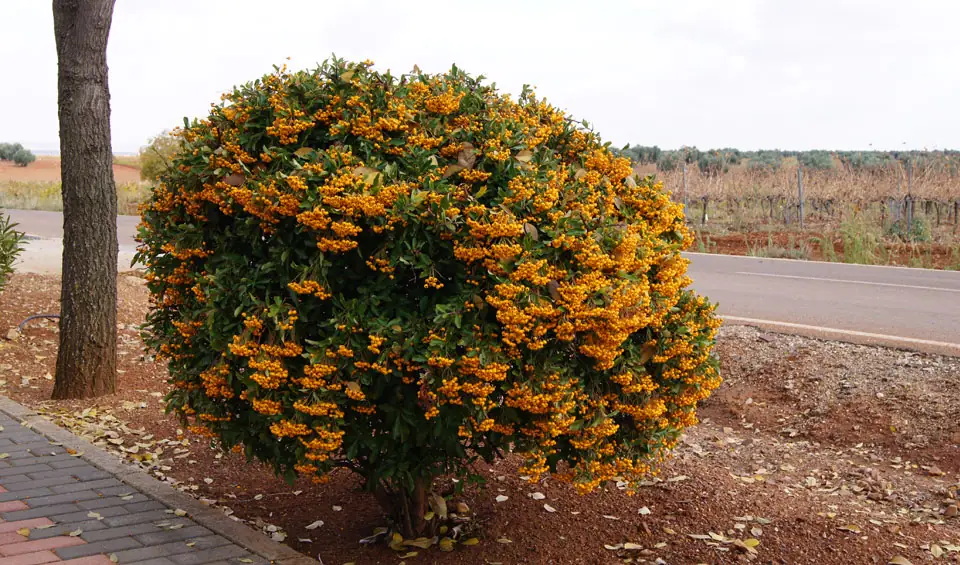 Cotoneaster