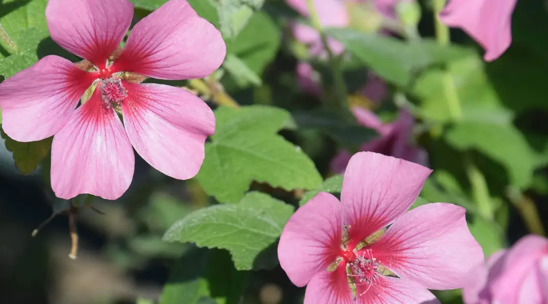 Anisodontea 'El Rayo'