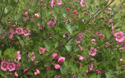 Anisodontea capensis