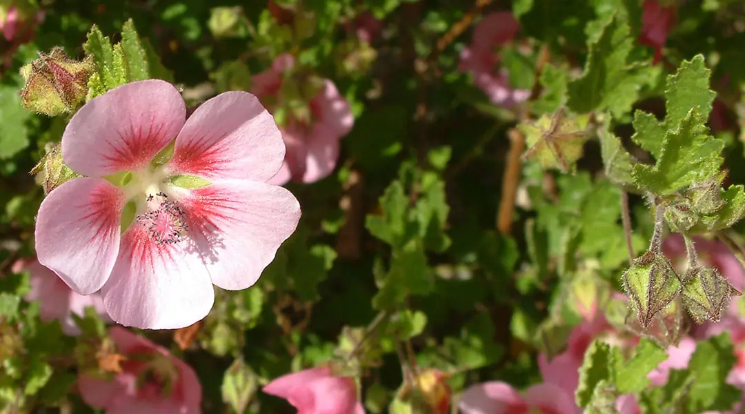 Flor de Anisodontea Tara's pink 