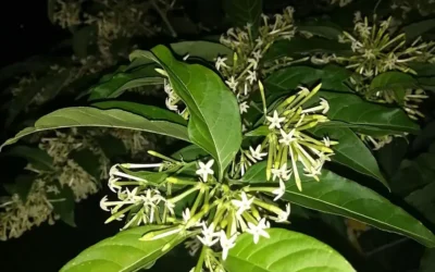 Cestrum nocturnum