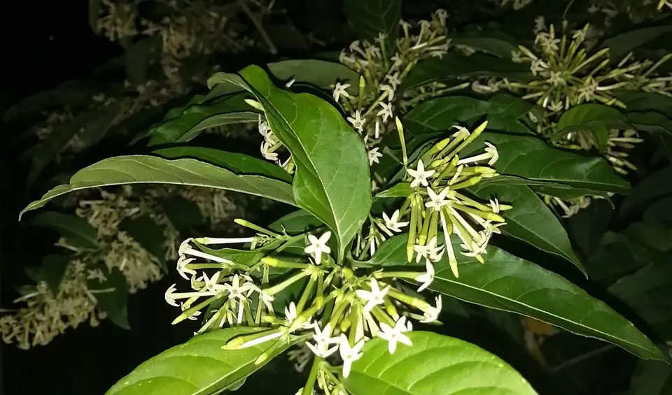 Flores de Cestrum nocturnum o Galán de noche