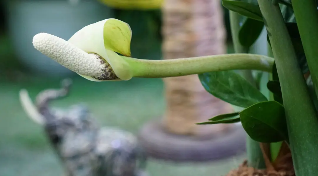 Flor de Zamioculca