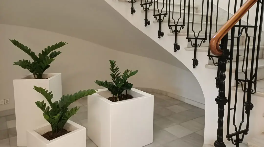 Zamioculcas en hall