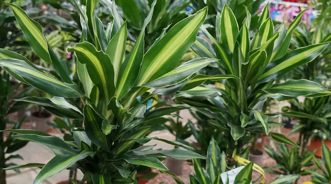 Dracaena 'Hawaii sunshine' Dracaena 'Hawaii sunshine'