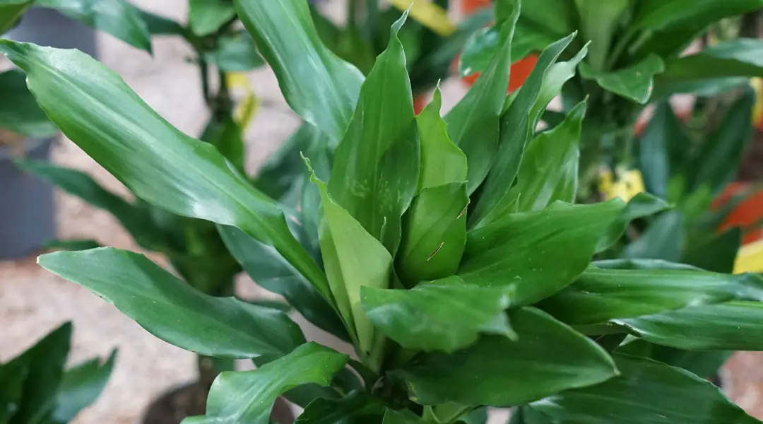 Dracaena 'Janet lind' Dracaena 'Janet lind'