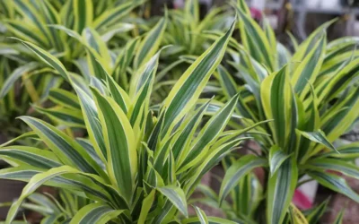 Dracaena