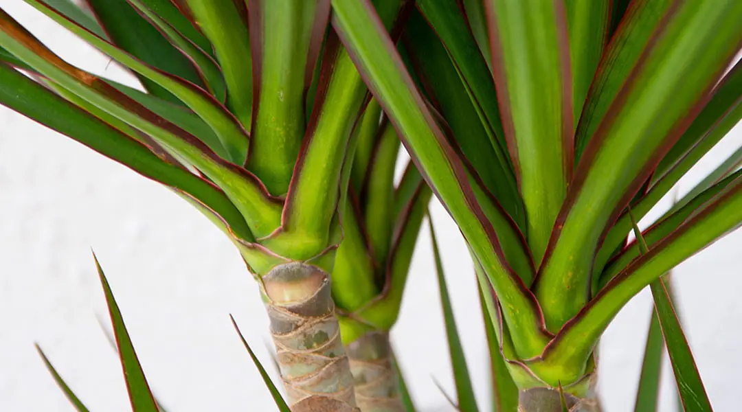 Dracaena marginata, follaje Dracaena marginata, follaje