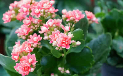 Kalanchoe blossfeldiana